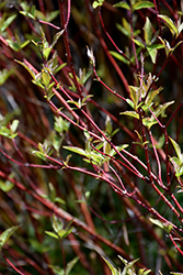 Bailey's Red Twig Dogwood (Cornus sericea 'Baileyi') at Thies Farm & Greenhouses