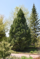 Swiss Stone Pine (Pinus cembra) at Thies Farm & Greenhouses