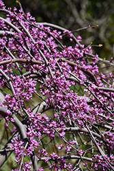Lavender Twist Redbud (Cercis canadensis 'Covey') at Thies Farm & Greenhouses