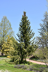 Serbian Spruce (Picea omorika) at Thies Farm & Greenhouses