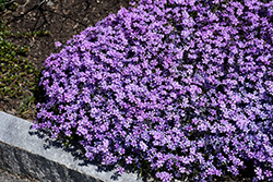 Purple Beauty Moss Phlox (Phlox subulata 'Purple Beauty') at Thies Farm & Greenhouses