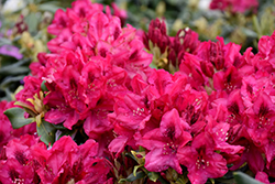 Nova Zembla Rhododendron (Rhododendron 'Nova Zembla') at Thies Farm & Greenhouses