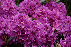 Anah Kruschke Rhododendron (Rhododendron 'Anah Kruschke') at Thies Farm & Greenhouses