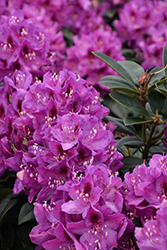 Anah Kruschke Rhododendron (Rhododendron 'Anah Kruschke') at Thies Farm & Greenhouses