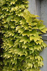Fenway Park Boston Ivy (Parthenocissus tricuspidata 'Fenway Park') at Thies Farm & Greenhouses
