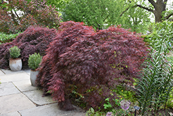 Crimson Queen Japanese Maple (Acer palmatum 'Crimson Queen') at Thies Farm & Greenhouses