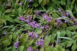 Lilafee Bishop's Hat (Epimedium grandiflorum 'Lilafee') at Thies Farm & Greenhouses