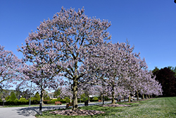 Royal Empress Tree (Paulownia tomentosa) at Thies Farm & Greenhouses