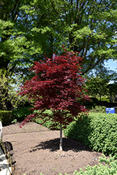 Fireglow Japanese Maple (Acer palmatum 'Fireglow') at Thies Farm & Greenhouses