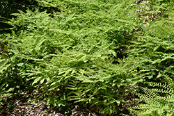 Northern Maidenhair Fern (Adiantum pedatum) at Thies Farm & Greenhouses