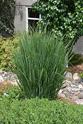 Northwind Switch Grass (Panicum virgatum 'Northwind') at Thies Farm & Greenhouses
