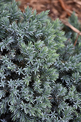 Blue Star Juniper (Juniperus squamata 'Blue Star') at Thies Farm & Greenhouses