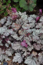 Spellbound Coral Bells (Heuchera 'Spellbound') at Thies Farm & Greenhouses