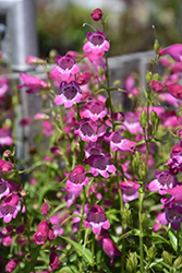 Red Rocks Beard Tongue (Penstemon x mexicali 'Red Rocks') at Thies Farm & Greenhouses