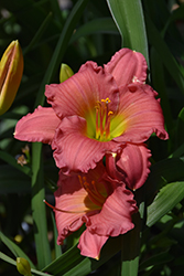 Passionate Returns Daylily (Hemerocallis 'Passionate Returns') at Thies Farm & Greenhouses