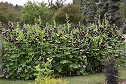 Black Hollyhock (Alcea rosea 'Nigra') at Thies Farm & Greenhouses