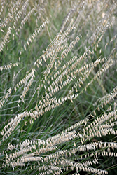 Sideoats Grama (Bouteloua curtipendula) at Thies Farm & Greenhouses