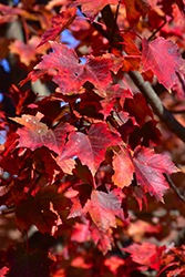 Autumn Flame Red Maple (Acer rubrum 'Autumn Flame') at Thies Farm & Greenhouses
