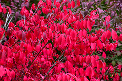Compact Winged Burning Bush (Euonymus alatus 'Compactus') at Thies Farm & Greenhouses