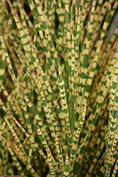 Gold Bar Maiden Grass (Miscanthus sinensis 'Gold Bar') at Thies Farm & Greenhouses