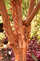 Paperbark Maple (Acer griseum) at Thies Farm & Greenhouses