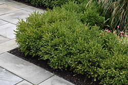 Green Gem Boxwood (Buxus 'Green Gem') at Thies Farm & Greenhouses