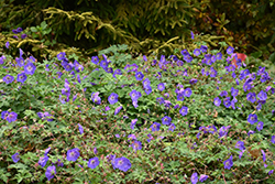 Rozanne Cranesbill (Geranium 'Rozanne') at Thies Farm & Greenhouses