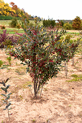 Brilliantissima Red Chokeberry (Aronia arbutifolia 'Brilliantissima') at Thies Farm & Greenhouses