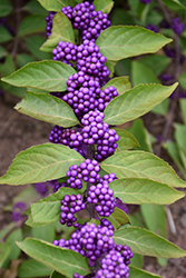 Purple Beautyberry (Callicarpa dichotoma) at Thies Farm & Greenhouses