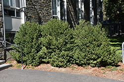 Green Mountain Boxwood (Buxus 'Green Mountain') at Thies Farm & Greenhouses