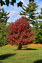 Redpointe Red Maple (Acer rubrum 'Frank Jr.') at Thies Farm & Greenhouses