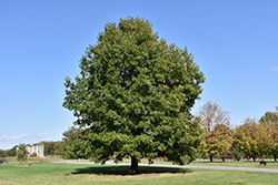 Scarlet Oak (Quercus coccinea) at Thies Farm & Greenhouses
