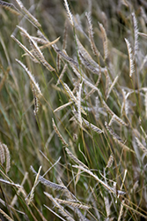 Blonde Ambition Blue Grama Grass (Bouteloua gracilis 'Blonde Ambition') at Thies Farm & Greenhouses