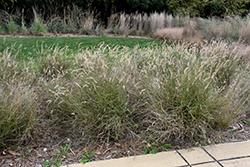 Karley Rose Oriental Fountain Grass (Pennisetum orientale 'Karley Rose') at Thies Farm & Greenhouses