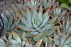 Short-leaved Aloe (Aloe brevifolia) at Thies Farm & Greenhouses