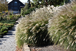 Gracillimus Maiden Grass (Miscanthus sinensis 'Gracillimus') at Thies Farm & Greenhouses