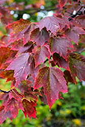 Red Sunset Red Maple (Acer rubrum 'Franksred') at Thies Farm & Greenhouses