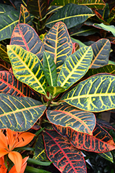 Petra Variegated Croton (Codiaeum variegatum 'Petra') at Thies Farm & Greenhouses