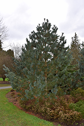 Limber Pine (Pinus flexilis) at Thies Farm & Greenhouses