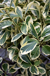 Silver Queen Euonymus (Euonymus japonicus 'Silver Queen') at Thies Farm & Greenhouses