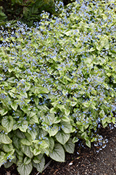 Jack Frost Bugloss (Brunnera macrophylla 'Jack Frost') at Thies Farm & Greenhouses