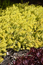 Angelina Stonecrop (Sedum rupestre 'Angelina') at Thies Farm & Greenhouses