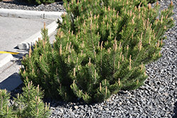 Dwarf Mugo Pine (Pinus mugo var. pumilio) at Thies Farm & Greenhouses