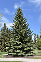 Blue Colorado Spruce (Picea pungens 'var. glauca') at Thies Farm & Greenhouses