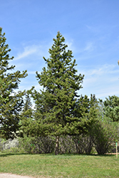 Lodgepole Pine (Pinus contorta 'var. latifolia') at Thies Farm & Greenhouses