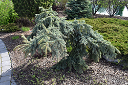 Weeping Blue Spruce (Picea pungens 'Pendula') at Thies Farm & Greenhouses