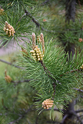 Lodgepole Pine (Pinus contorta 'var. latifolia') at Thies Farm & Greenhouses