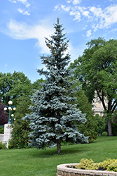 Blue Colorado Spruce (Picea pungens 'var. glauca') at Thies Farm & Greenhouses