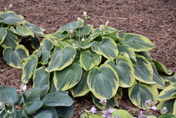 Earth Angel Hosta (Hosta 'Earth Angel') at Thies Farm & Greenhouses