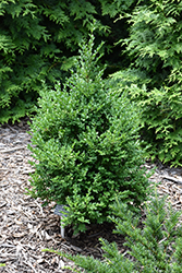 Green Mountain Boxwood (Buxus 'Green Mountain') at Thies Farm & Greenhouses